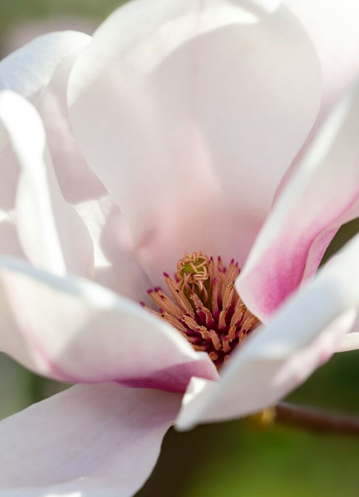 Close-up of a Magnolia Flower in full bloom