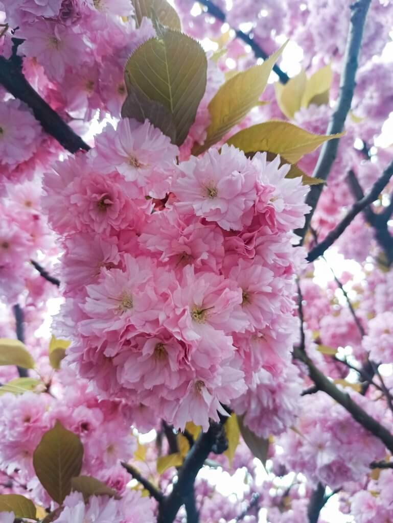 Sakura blooming flowers