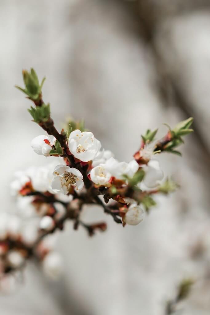 spring flowers bloom